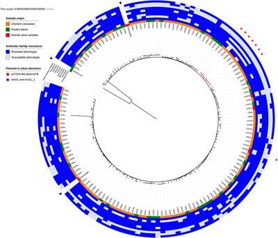 Genomic Epidemiology of Salmonella Infantis in Ecuador: From Poultry Farms to Human Infections